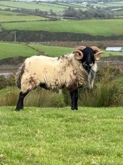 Hog ram for sale