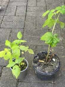 2 Raspberry plants