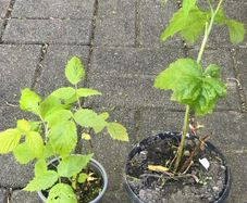 2 Raspberry plants