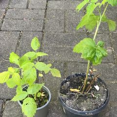 2 Raspberry plants
