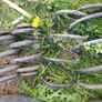 vw sharan / seat alhambra 7m susp springs oem Image 4
