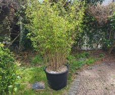 plants