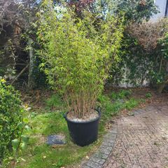 plants