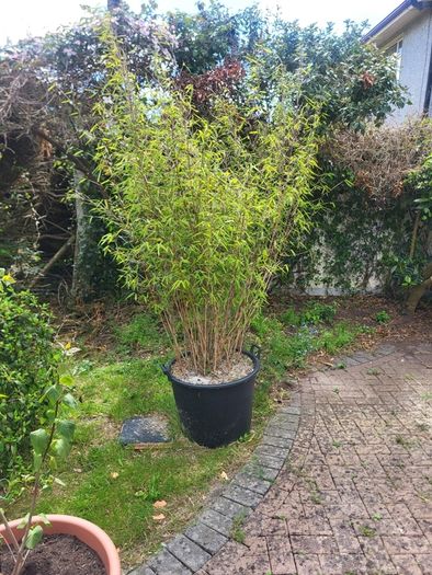 plants