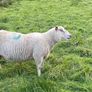 Ram Image 2
