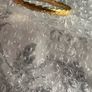 Gold/brass Monet bangle Image 6