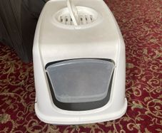 cats- litter box