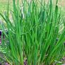 plants Image 3
