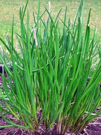 plants