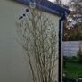 Bamboo plants Image 7