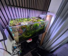 Aquael Leddy 60 liters fish tank including Oase hang on the back filter,aquael heater, neocaridina shrimp(red,yellow,blue some of them are cross breed estimated at 30 plus), christmas moss, weeping moss, java moss, ludwiga red, monte carlo, AQQA fish tank
