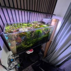 Aquael Leddy 60 liters fish tank including Oase hang on the back filter,aquael heater, neocaridina shrimp(red,yellow,blue some of them are cross breed estimated at 30 plus), christmas moss, weeping moss, java moss, ludwiga red, monte carlo, AQQA fish tank