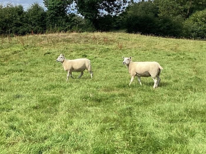 Hoggets
