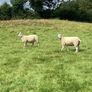 Hoggets Image 3