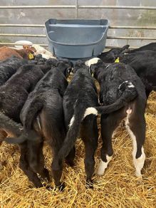 Calfs