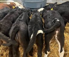 Calfs