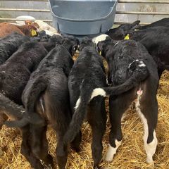 Calfs