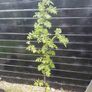Mountain ash trees 5ft+ tall ..! Image 4