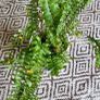 House plant bundle + variegated Monstera Image 3