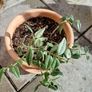 interior plant Image 2