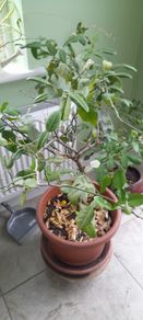 Kaffir lime tree House plant