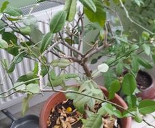 Kaffir lime tree House plant