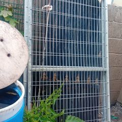 gates and fence