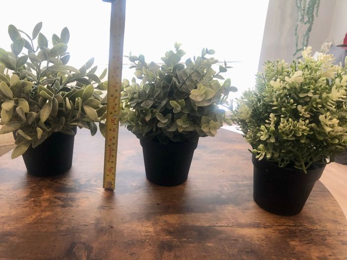 3 Decorative House Plants