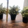 3 Decorative House Plants Image 5