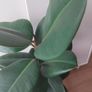 Healthy Mature Rubber Plant (Ficus Elastica) Image 3