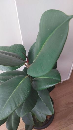 Healthy Mature Rubber Plant (Ficus Elastica)
