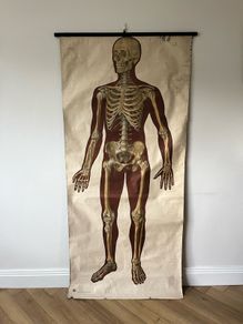 Antique Vintage Full Scale Human Anatomy Poster