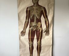 Antique Vintage Full Scale Human Anatomy Poster