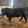 PBR  Angus Bulls Image 9