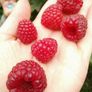 Raspberry Plant Image 2