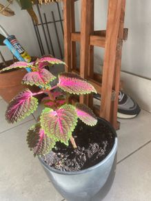 coleus plant