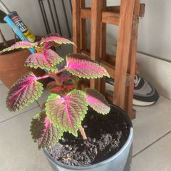 coleus plant