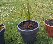 Cordyline Australis Palm tree
