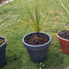 Cordyline Australis Palm tree