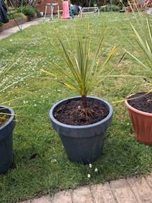 Cordyline Australis Palm tree