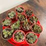 Mini jade plant succulent house plant Image 4