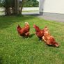 Chicken coop Image 6