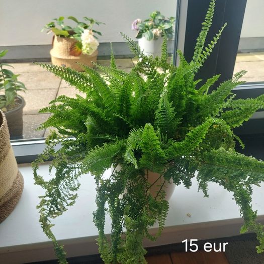 Plants