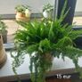Plants Image 5