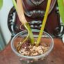 Philodendron Golden Dragon (Var. Revert to green) Image 7