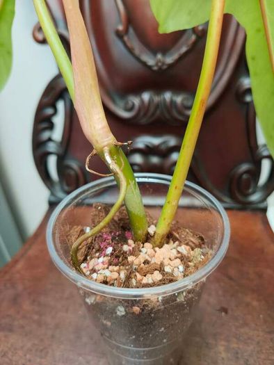 Philodendron Golden Dragon (Var. Revert to green)