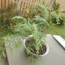 Thuja Image 2