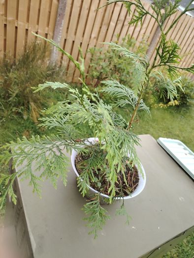 Thuja