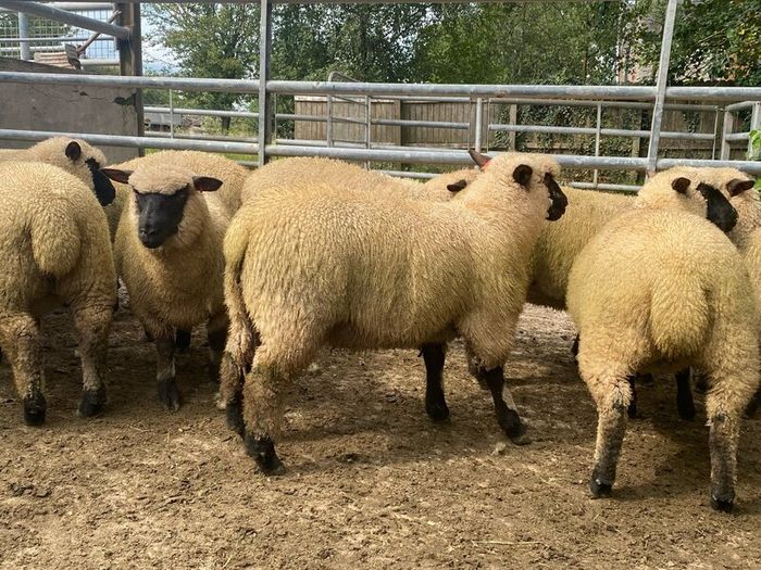 Shrophshire Rams