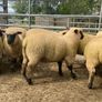 Shrophshire Rams Image 6